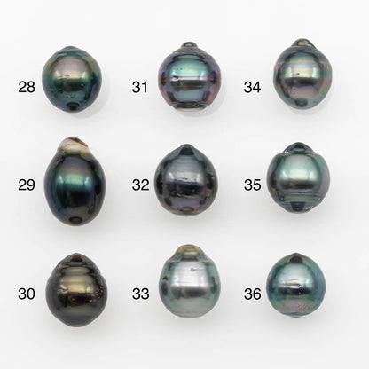 10-11mm Tahitian Pearl, Loose Undrilled with High Luster and for Jewelry Making, SKU # 2694TH
