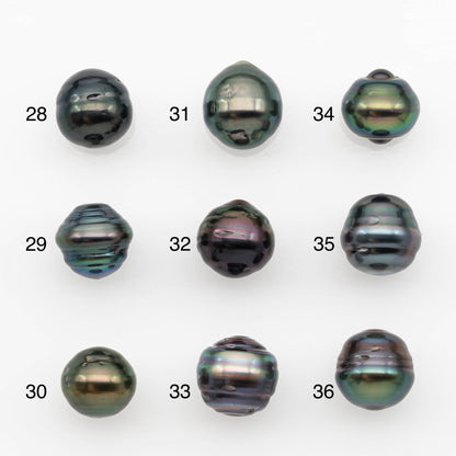 10-11mm Tahitian Pearl, Loose Undrilled with High Luster and for Jewelry Making, SKU # 2695TH
